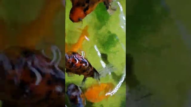 Золотые рыбки готовы к обеду ? смотреть онлайн