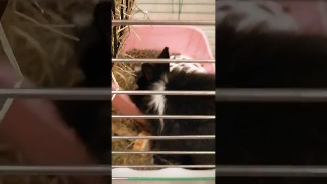 ЗНАКОМСТВО✌️/СОДЕРЖАНИЕ И УХОД ЗА ДЕКОРАТИВНЫМ КРОЛИКОМ// смотреть онлайн