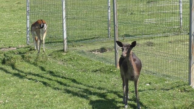 Артём - 5. Хуторское Подворье. Зоопарк смотреть онлайн