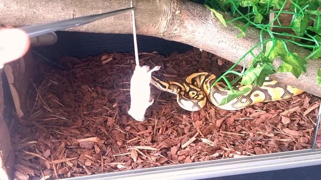 i stopped to admire my hungry ball python - I regret not getting one sooner!!! смотреть онлайн