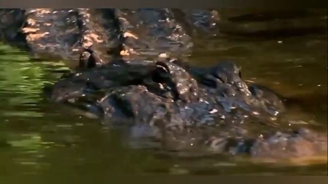 Чем отличается Крокодил от Аллигатора, и от Каймана? И кто сильнее? смотреть онлайн