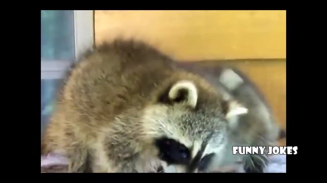 TOP 10 the best video with raccoons. Funny Raccoon and water. ТОП 10 Лучшие видео. Енот полоскун смотреть онлайн