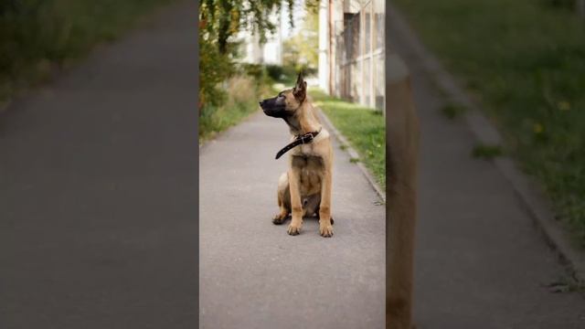 Малинуа бельгийская овчарка