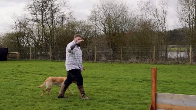 How To Stop Your Dog Barking - You Can Do This Right Now смотреть онлайн