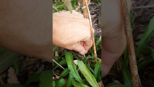 Autumn Shasta Daisy Care 🍂 Growing Home Gardening Tutorial Video смотреть онлайн