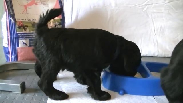 Цвергшнауцеры черного окраса. Обед (полная версия)