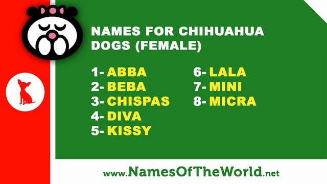 10 chihuahua female dog names - the best pet names - www.namesoftheworld.net смотреть онлайн
