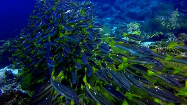 Дайвинг на Пхукете Рача Нои, бухта Марина, обучение. Diving at Phuket смотреть онлайн