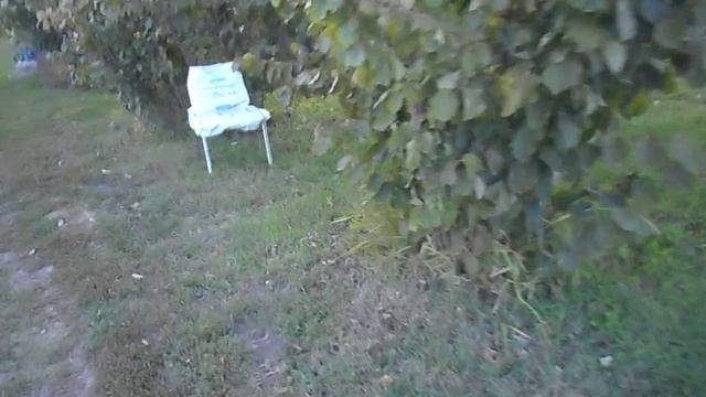 Фундук для средней полосы России Сбор урожая фундука Академик Яблоков, 2019г смотреть онлайн