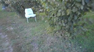 Фундук для средней полосы России  Сбор урожая фундука Академик Яблоков, 2019г