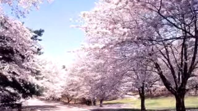 Япония смотреть онлайн