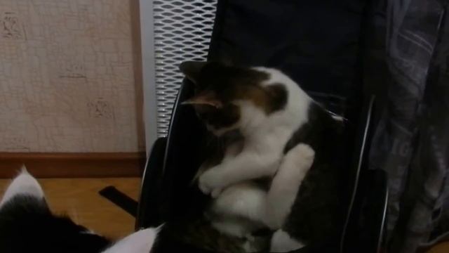 Школа для котят? Конечно! ☻☻☻ смотреть онлайн