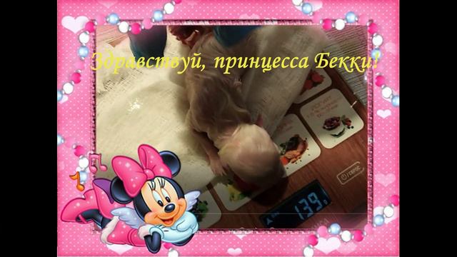 ШПИЦУЛЯ БЕККИ, здравствуй!!! смотреть онлайн