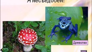 Адаптации и приспособления организмов