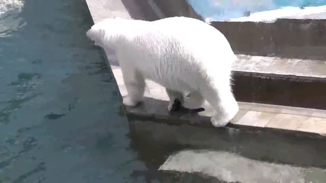 белый медведь прикольно !!!!!!!!!)))))))))) смотреть онлайн