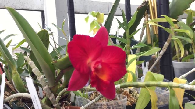 Blooming Orchid Update for Cattleya Guatemalensis смотреть онлайн