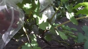 Мускат Соломка и Вкусняшка- новые гибридные формы винограда Голуба Анатолия Алексеевича