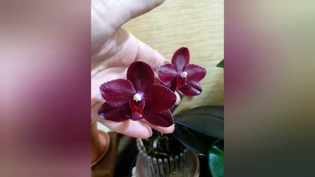 Новые Орхидеи | Породистые Фаленопсисы | Ph.Tying Shin Jungle | Ph.Salu's Fragrancy смотреть онлайн
