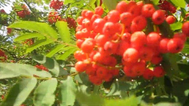 Рябина красная - примета осени. Натуральный футаж для видеомонтажа смотреть онлайн