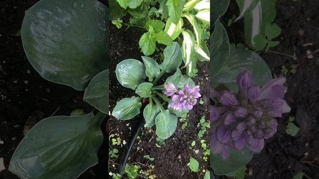 Blue mouse ear hosta blooming 蓝老鼠耳朵玉簪 смотреть онлайн