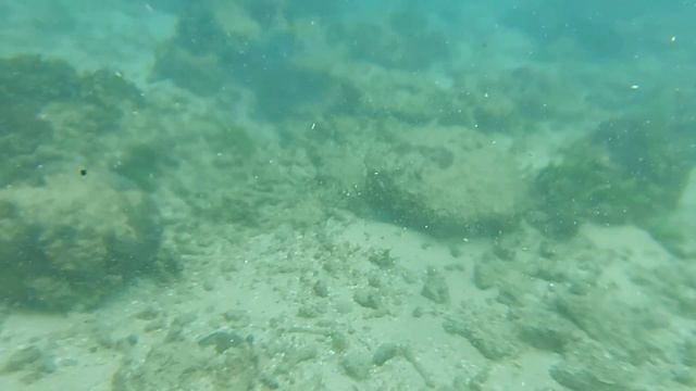 Underwater Coral Reefs And Beautiful Fish Stocks /Unawatuna Beach Sri Lanka