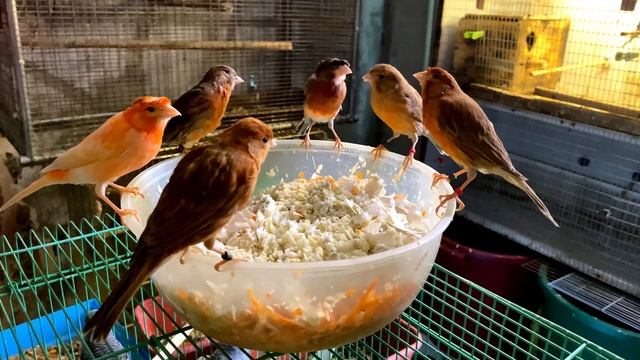Каких птиц лучше заводить в квартире Мой Волер Сибирь Тулун смотреть онлайн