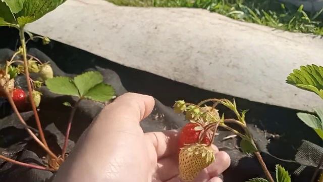 Защита клубники от птиц. Часть 1 смотреть онлайн