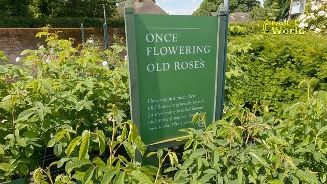 David Austin Rose Garden - June Tour 2022 смотреть онлайн