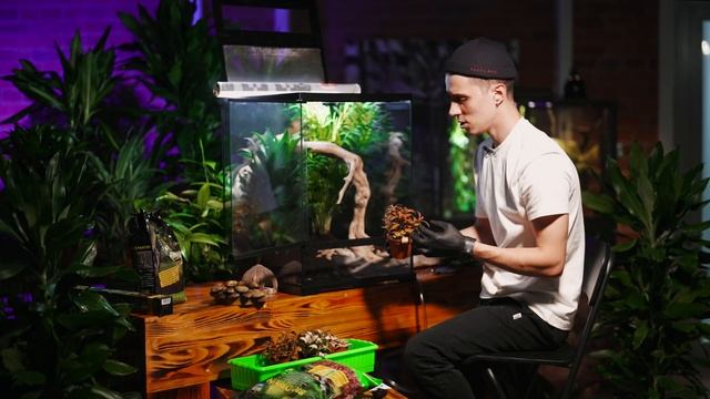 КАК СДЕЛАТЬ ТЕРРАРИУМ ДЛЯ ЛЯГУШКИ ? На базе нового террариума EXO-TERRA смотреть онлайн