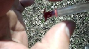 Пучковяз для мотыля (испытания)