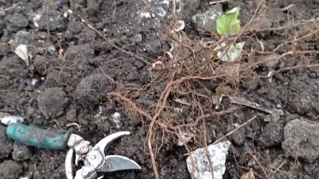 Копаю маточный корень малины!!! Три способа размножения корнем!!! смотреть онлайн