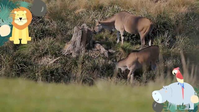 Common Eland Facts 🦌 Southern Eland 🦌 Eland Antelope 🦌second Largest Antelope 🤔