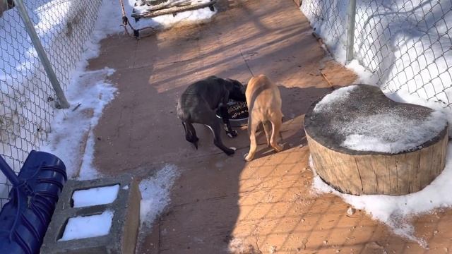 Breakbred’s Cato & Stretch смотреть онлайн