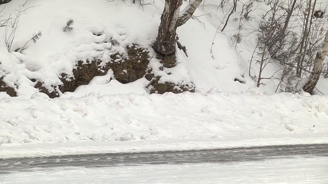 Борьба со снегом и льдом: состояние тротуаров и остановок стало лучше смотреть онлайн