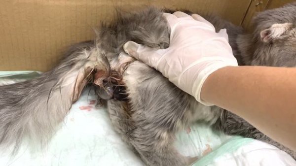 Cat giving birth to cute kittens