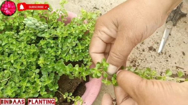 How to grow PILEA DEPRESSA with complete care