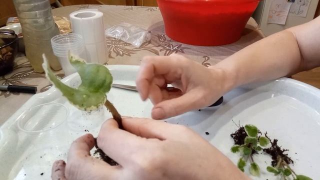 Как отсадить детку фиалки от материнского листа? смотреть онлайн