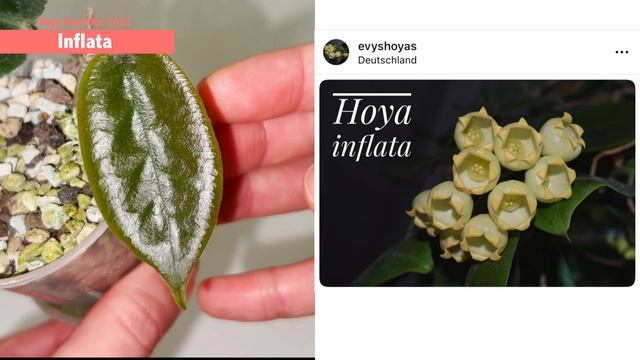 (?NEW HOYAS!) 10 Hoya Haul | Hoya Growth | Rare, Variegated, Splashy, Silver, Small Leaves Hoyas