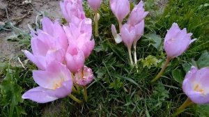 Безвременник осенний ! Опасное  ядовитое ,лекарственное растение. Краткий обзор.