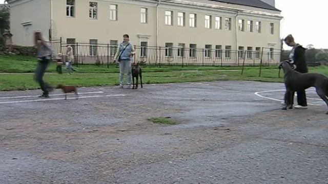 Выставочная подготовка-2, Великие Луки смотреть онлайн