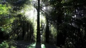 ЛЕС/ Истории таёжных охотников/ Охотничьи байки/ Страшные истории