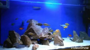 Малавийские цихлиды