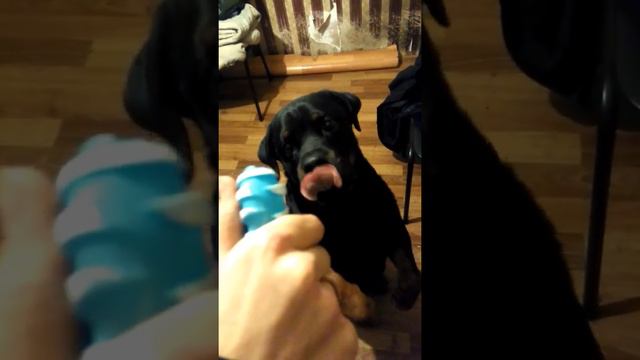 Ротвеллер смотреть онлайн