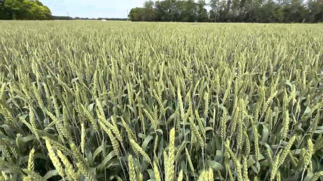 Телеграмм канал Фугустим AGROnews. Юка по озимой. Подписывайтесь смотреть онлайн