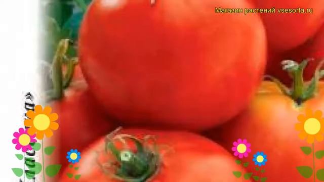 Томат Удачный (Томат). Краткий обзор, описание характеристик, где купить семена solánum lycopérsicu смотреть онлайн