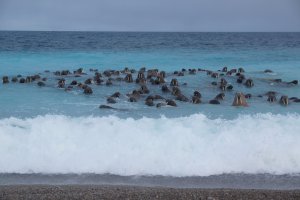 Морская Экспедиция к острову Виктория. Земля Франца-Иосифа 2017 RI1F