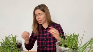 КАЖДЫЙ ГОД ВЫРАЩИВАЮ ЛУК ТОЛЬКО ТАК. Крупный лук из семян за один сезон "от А до Я"