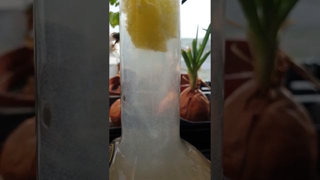 Инфузория туфелька #кормдлямальков смотреть онлайн