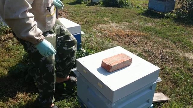 Обработка пчел муравьиной кислотой смотреть онлайн