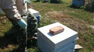 Обработка пчел муравьиной кислотой